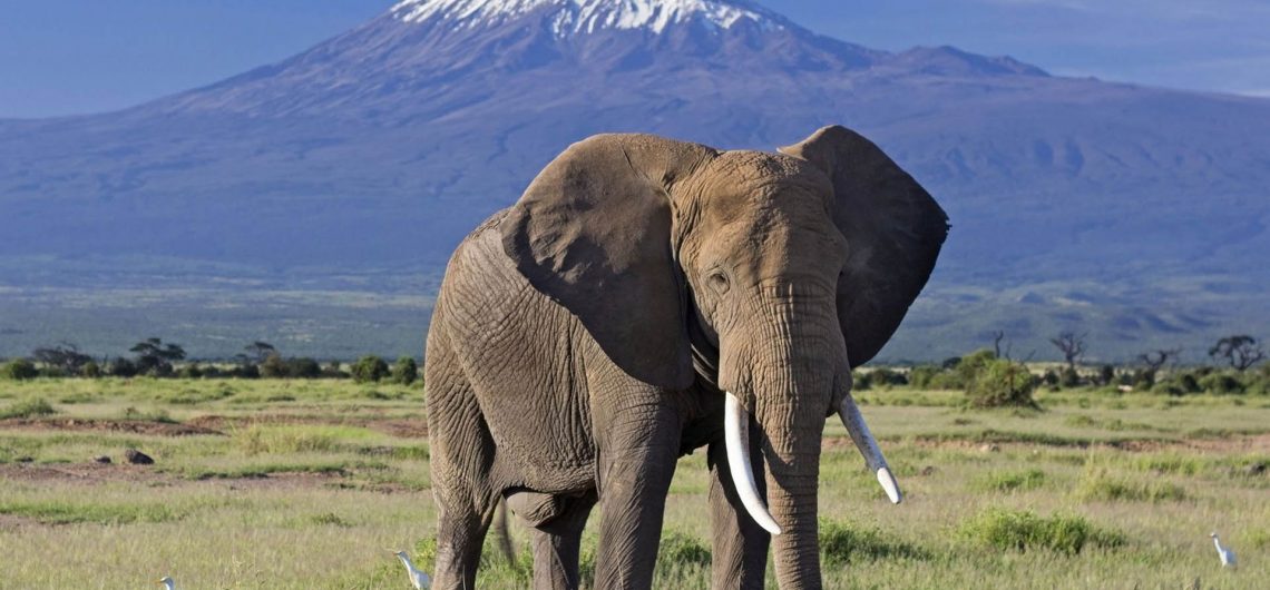 Amboseli National Park Tour