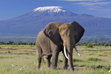 Amboseli National Park Tour