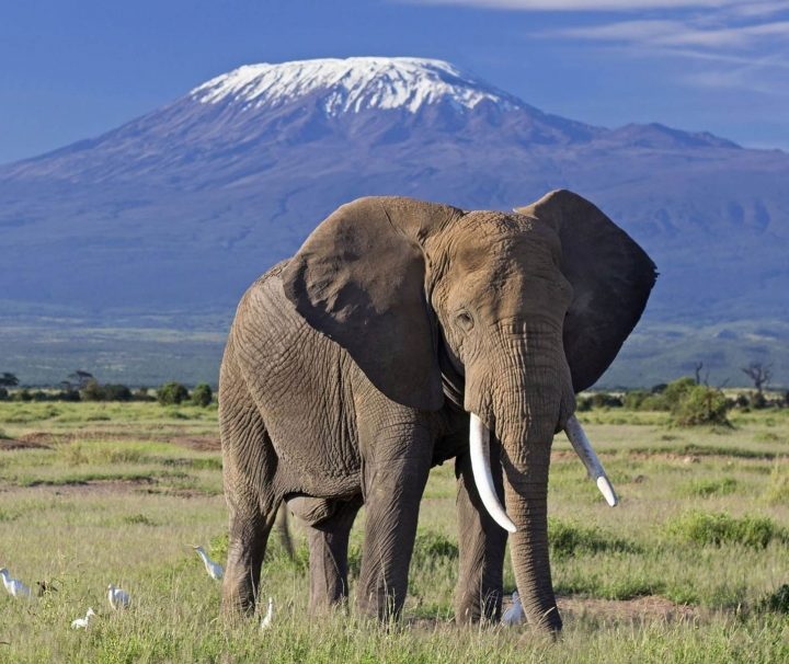 Amboseli National Park Tour