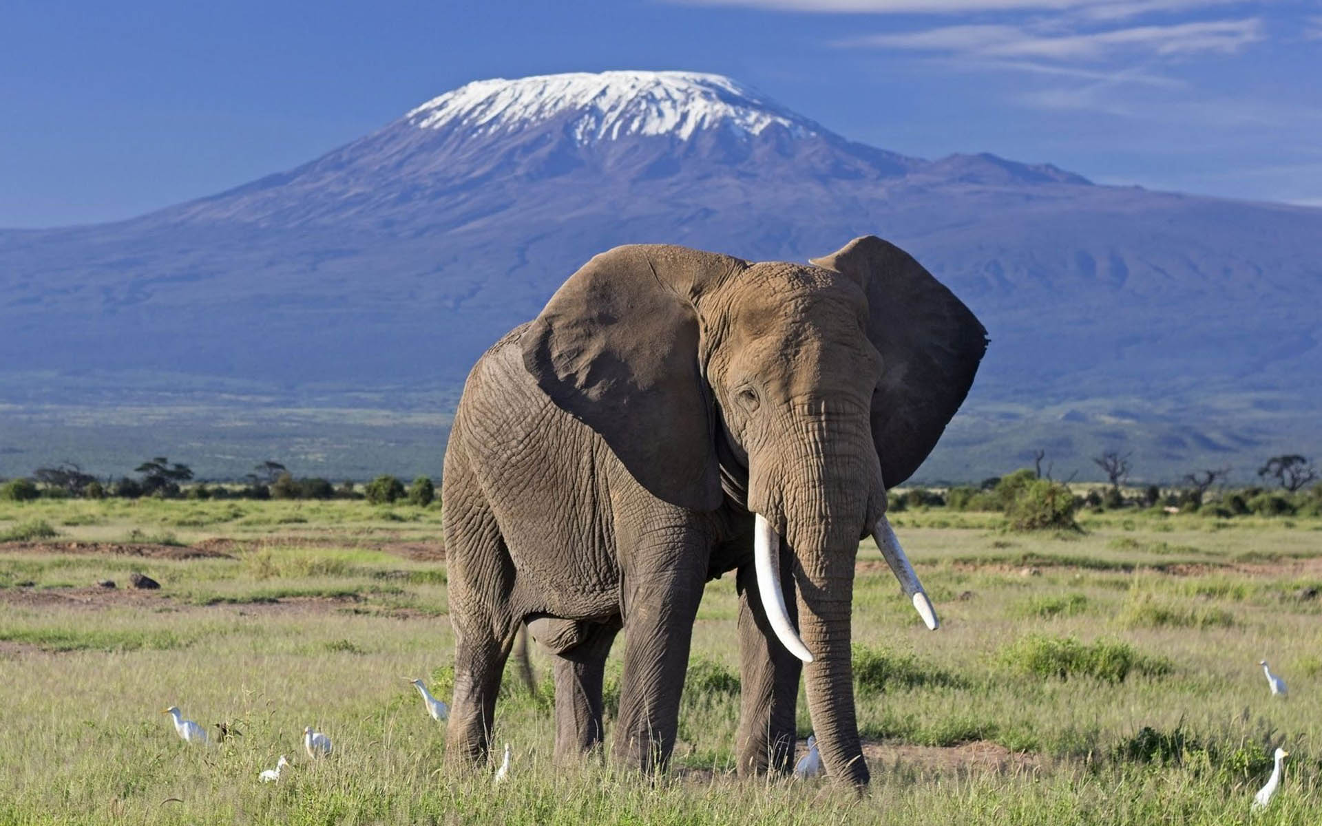 Amboseli National Park Tour