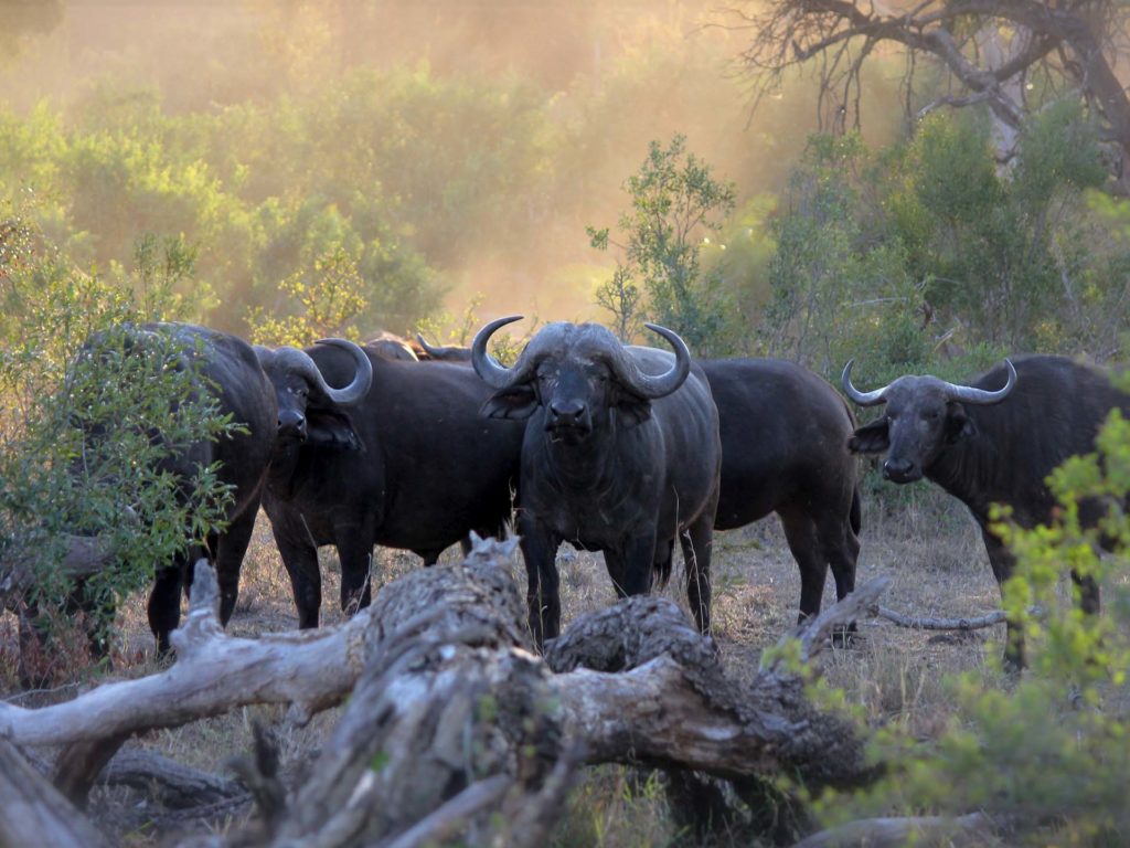 Queen Elizabeth National Park