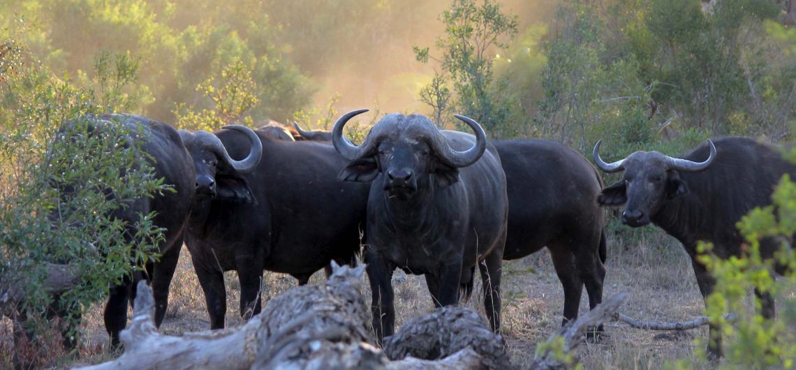 Queen Elizabeth National Park