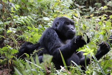 Bwindi National Park