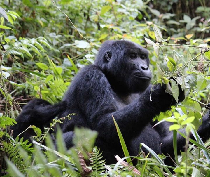 Bwindi National Park