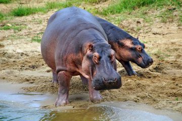 3 Days Lake Mburo National Park Safaris