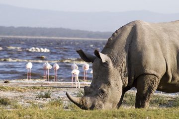 Lake Nakuru Tour