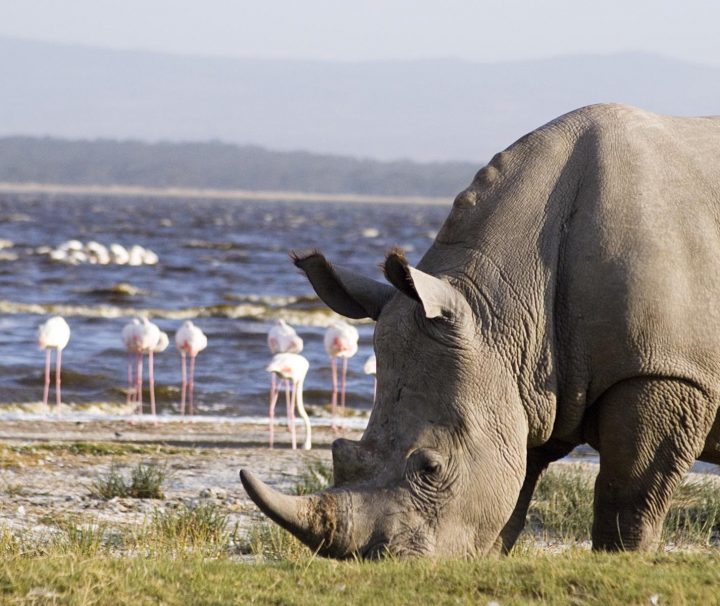 Lake Nakuru Tour