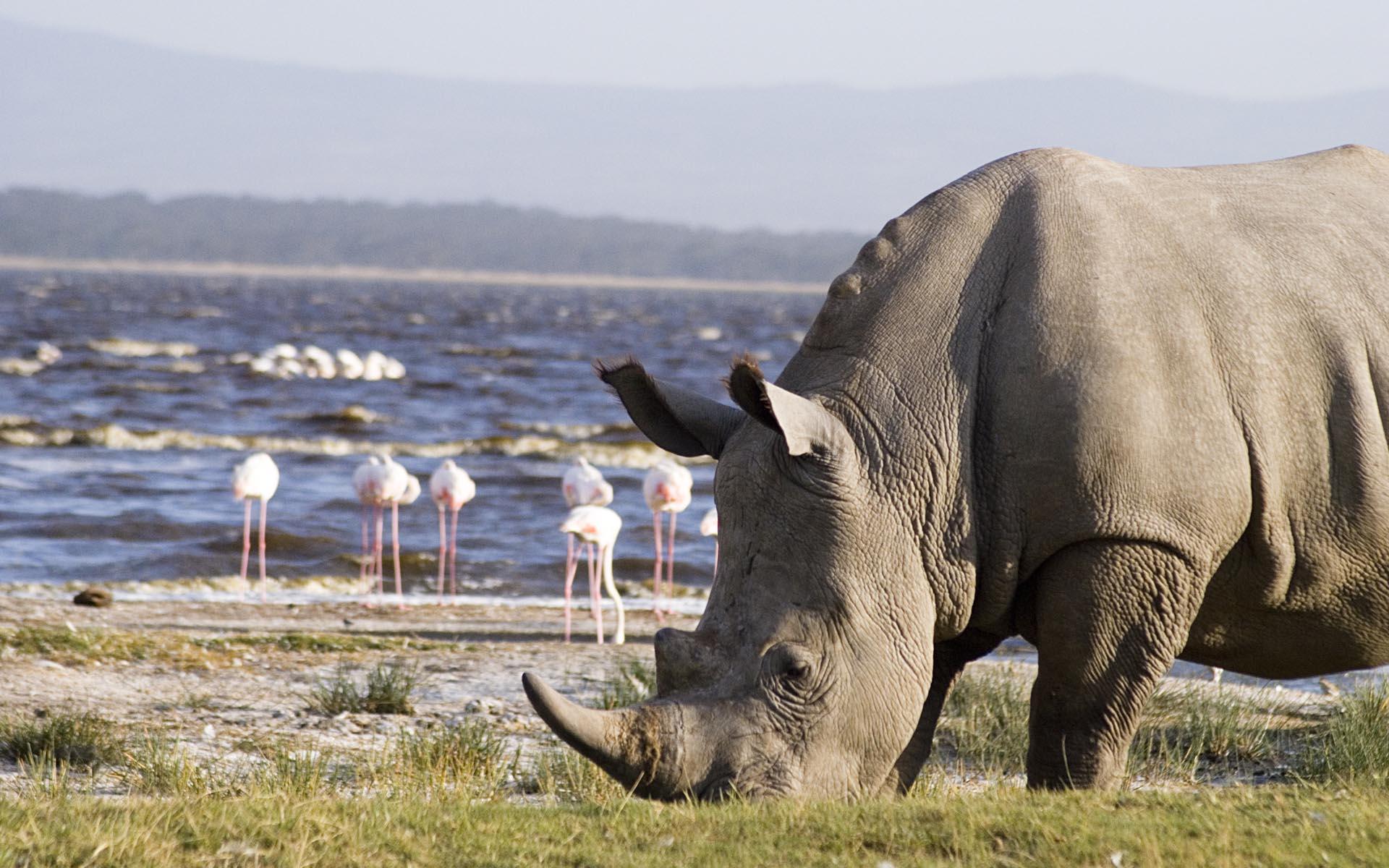 Lake Nakuru Tour