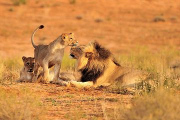 Masai Mara Tour