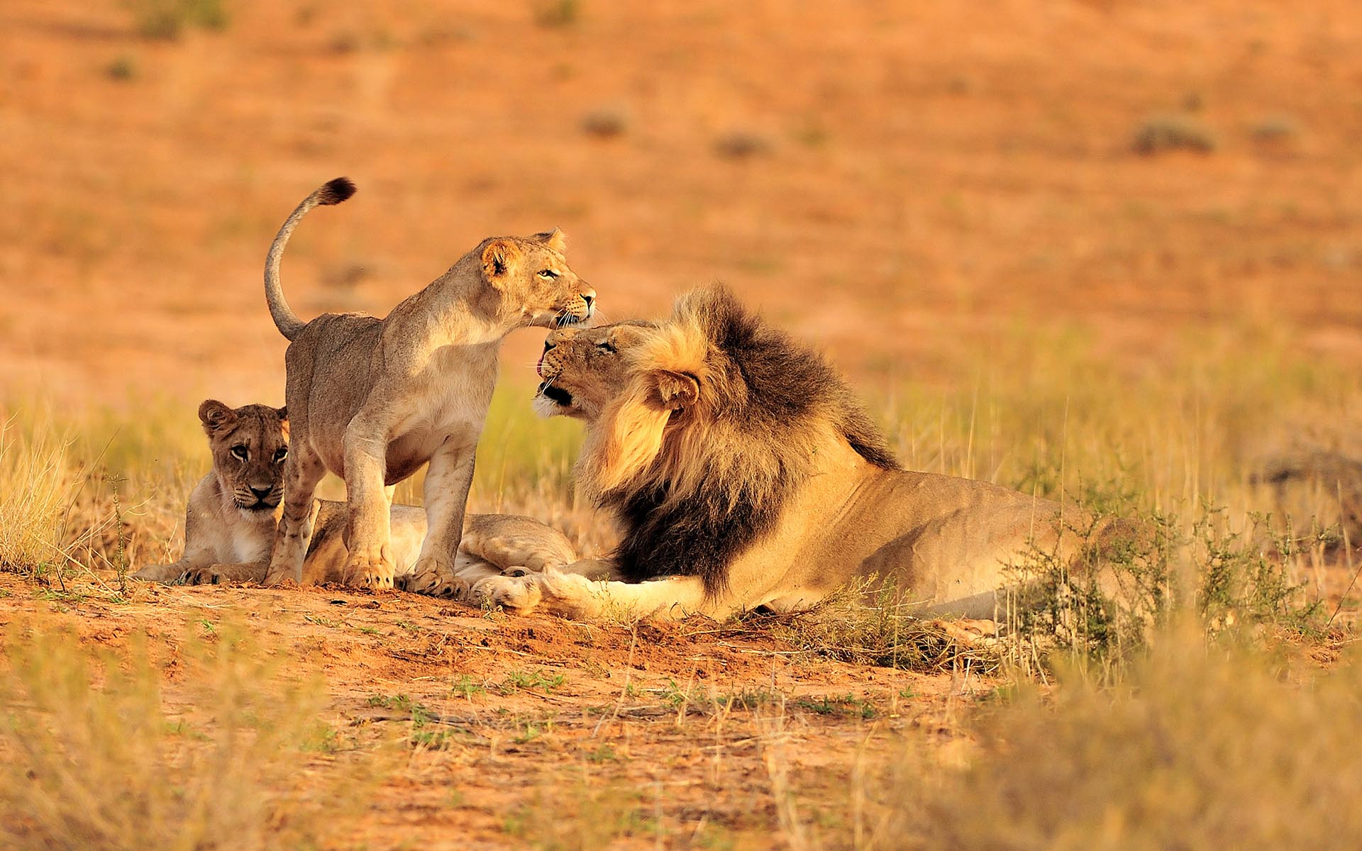 Masai Mara Tour