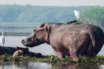 Lake Mburo