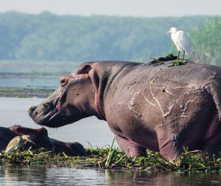 Lake Mburo