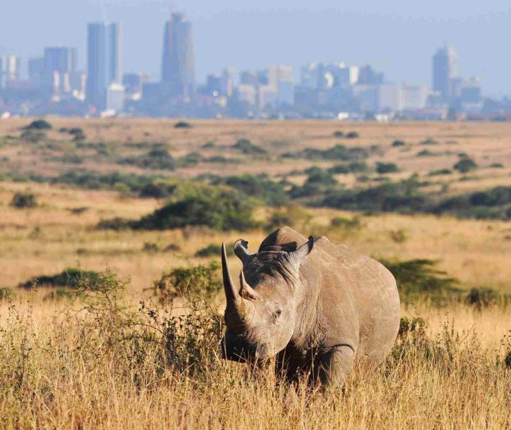 Nairobi National Park Tour