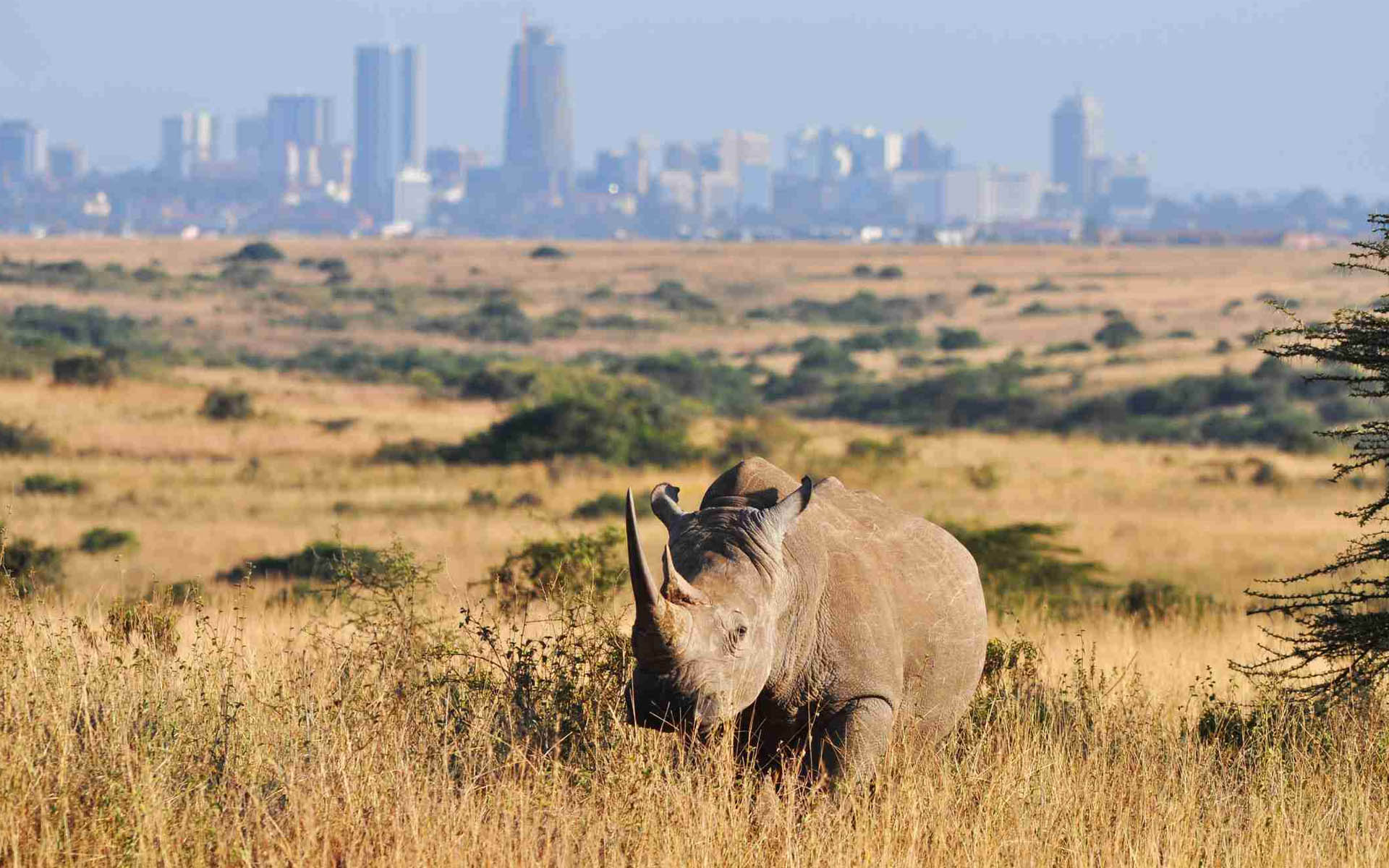 Nairobi National Park Tour