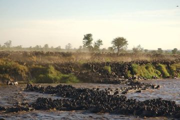 5 Days Lake Manyara/ Serengeti/ Ngorongoro Safari