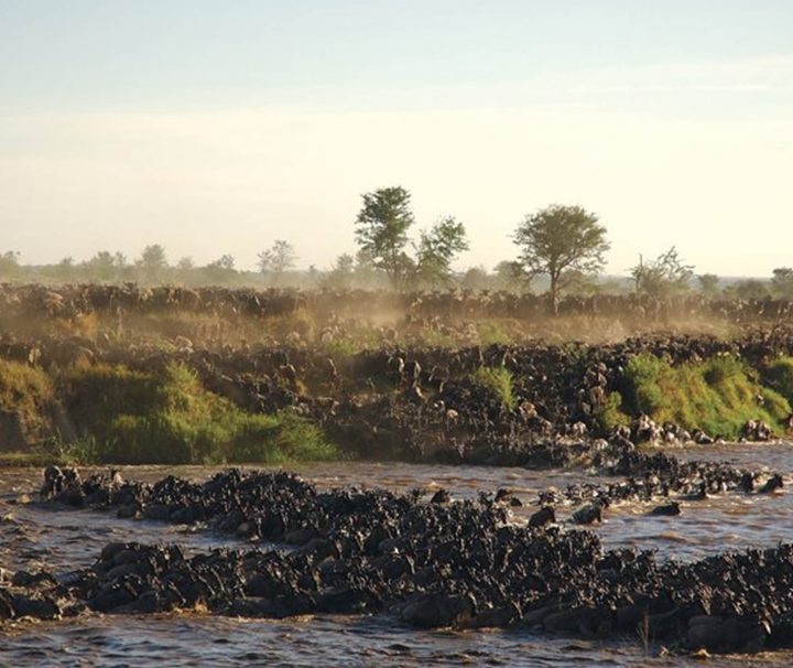 5 Days Lake Manyara/ Serengeti/ Ngorongoro Safari