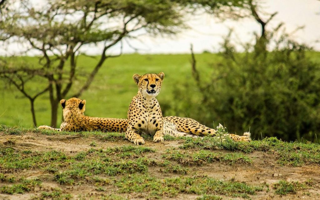 Tarangire National Park