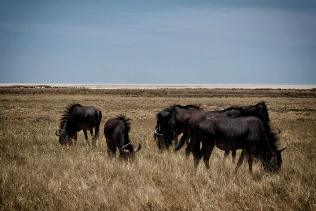 etosha-national-park