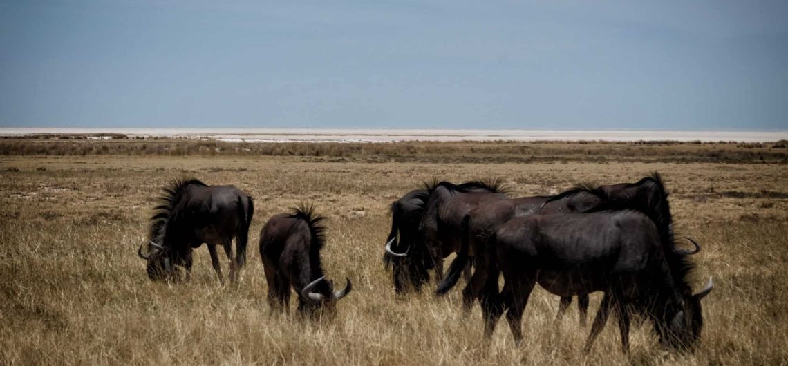 etosha-national-park