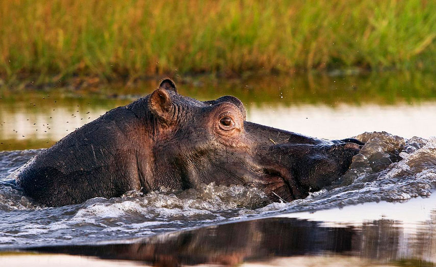 hippokafue-national-park