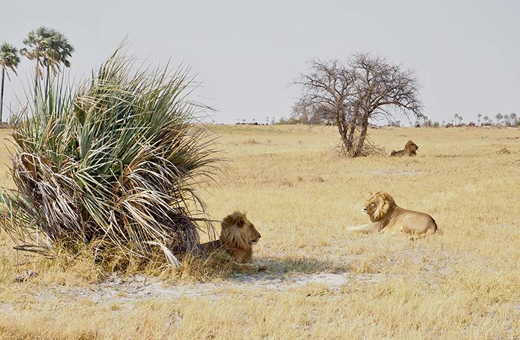 lions-makgadikgadi