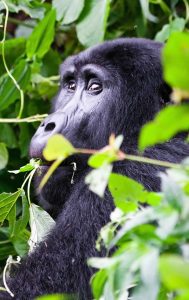 Gorilla trekking