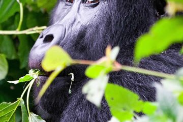 Gorilla trekking