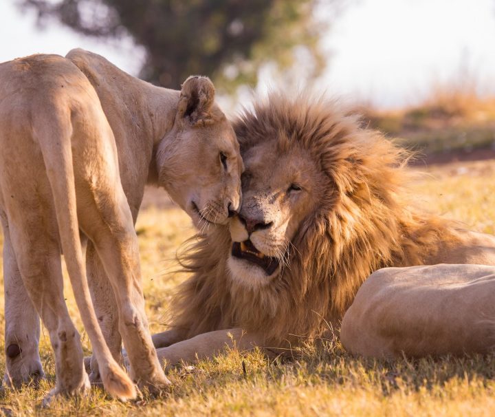 south-africa-safari